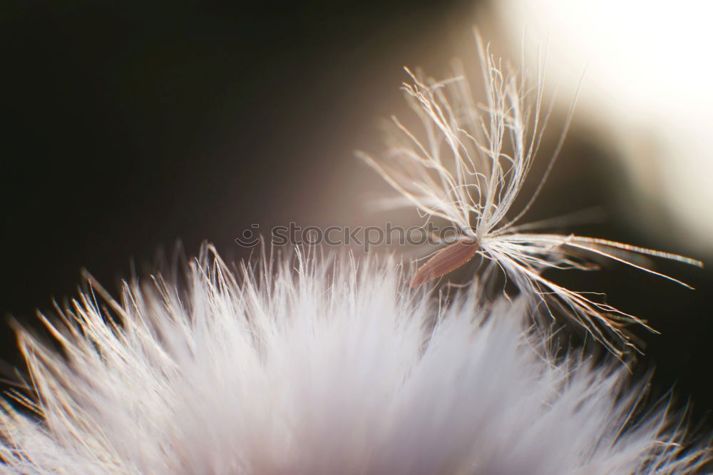 Similar – Image, Stock Photo Withered flower Flower