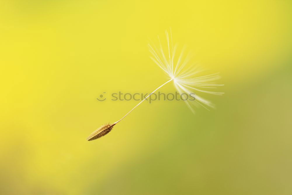 Similar – Image, Stock Photo I’m naked… Plant Grass