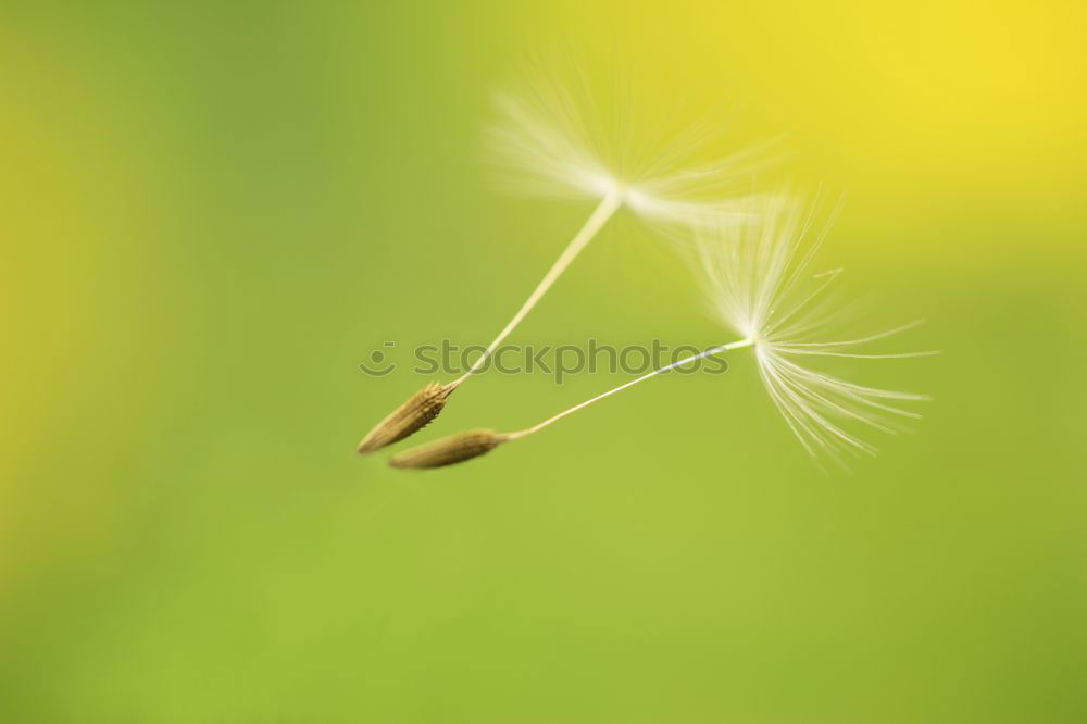 Similar – Image, Stock Photo dandelion flower plant