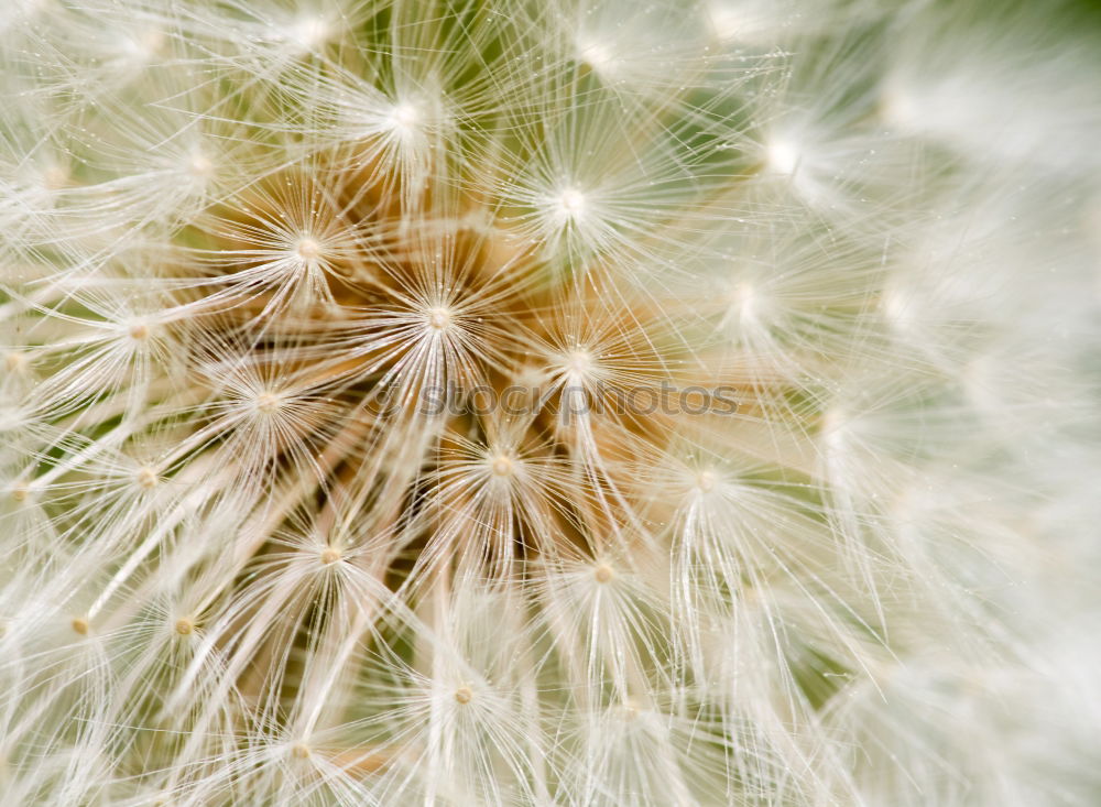 Similar – Daisies from the frog’s eye view