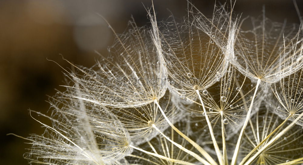 Similar – Image, Stock Photo Come cuddle… Dandelion