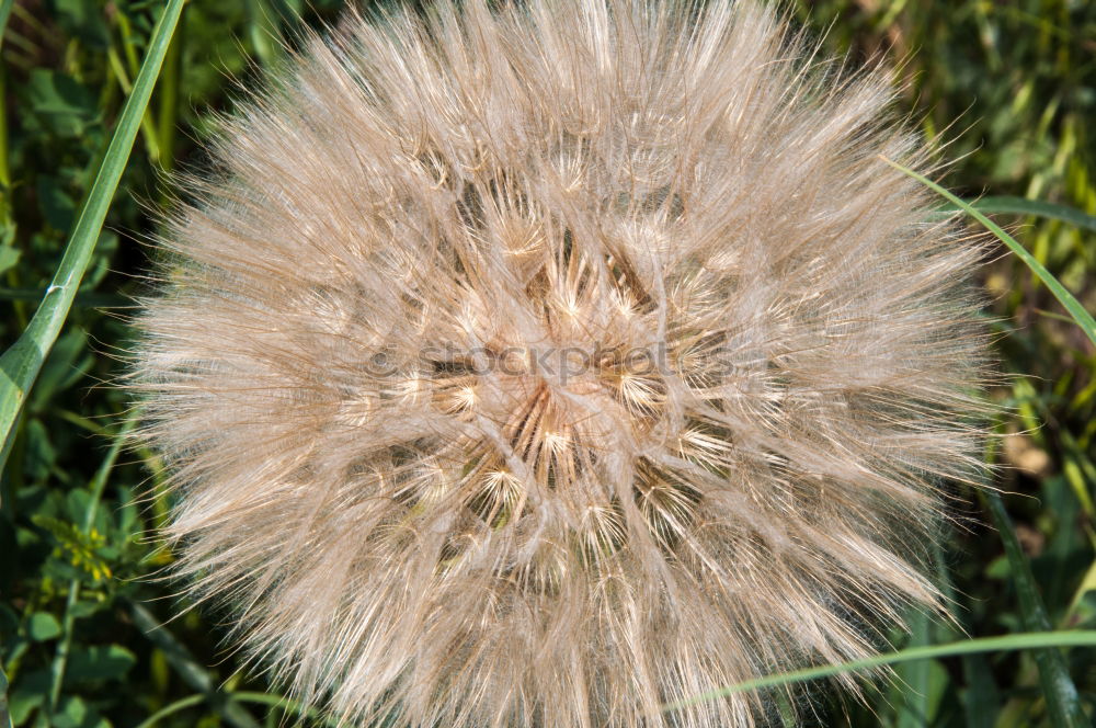 Similar – Image, Stock Photo green urchin