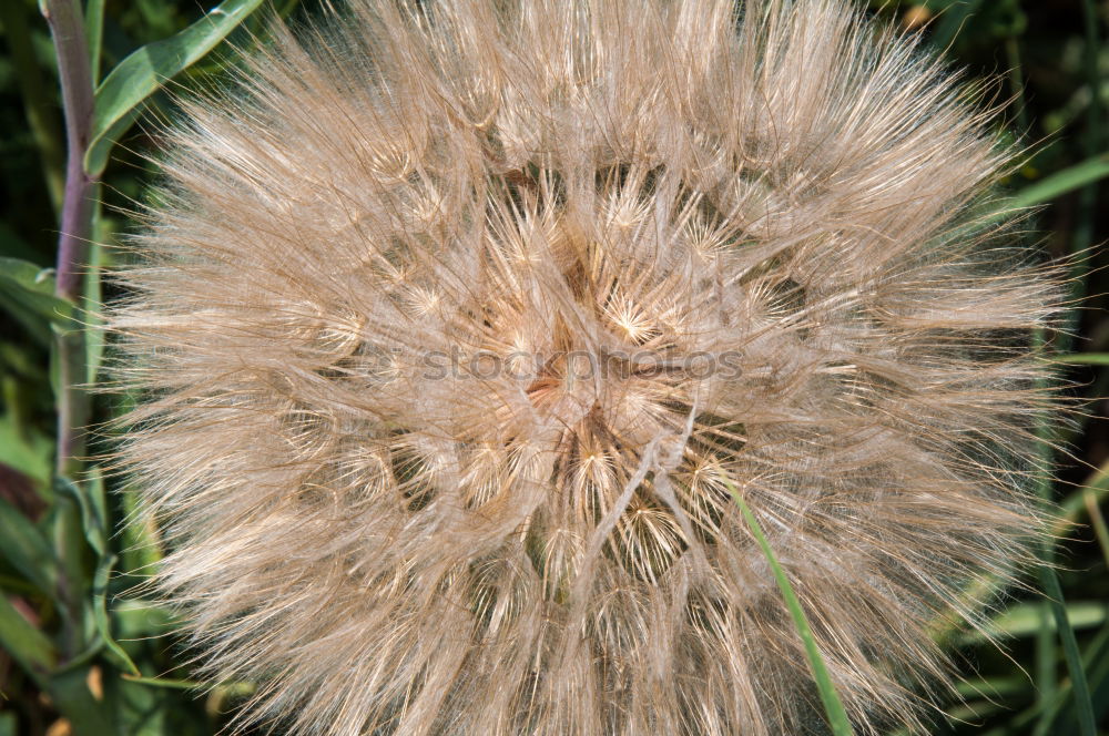 Image, Stock Photo green urchin