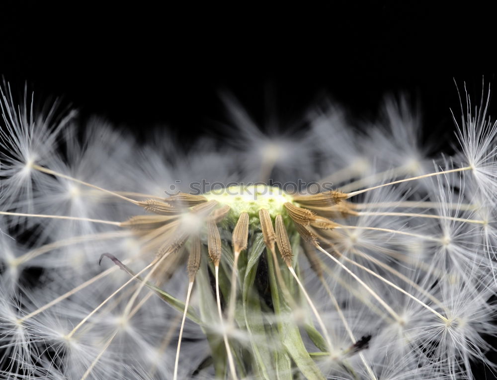 Similar – Nahaufnahme einer Pusteblume im Sonnenlicht vor blauem Himmel