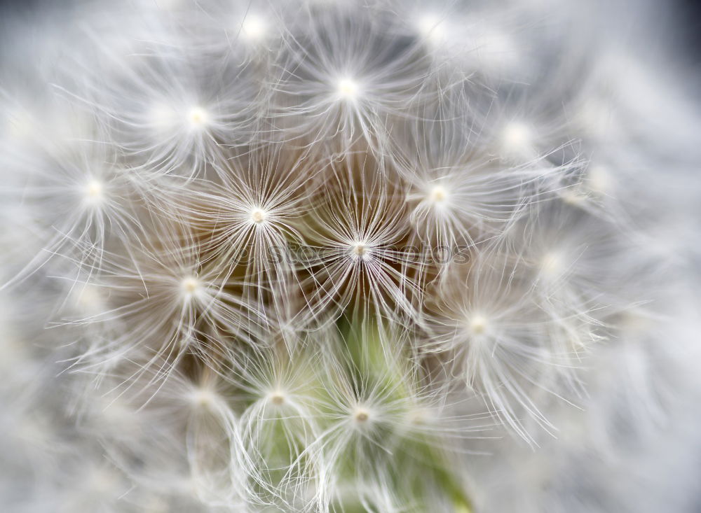 Similar – Image, Stock Photo A hedgehog? Flower Blossom