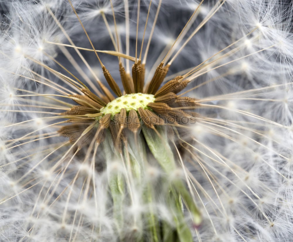 Similar – Image, Stock Photo departed Dandelion Miss