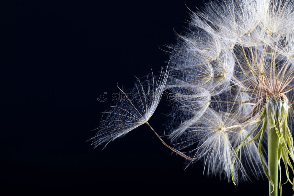 Similar – Foto Bild DISTELN I Winter ruhig