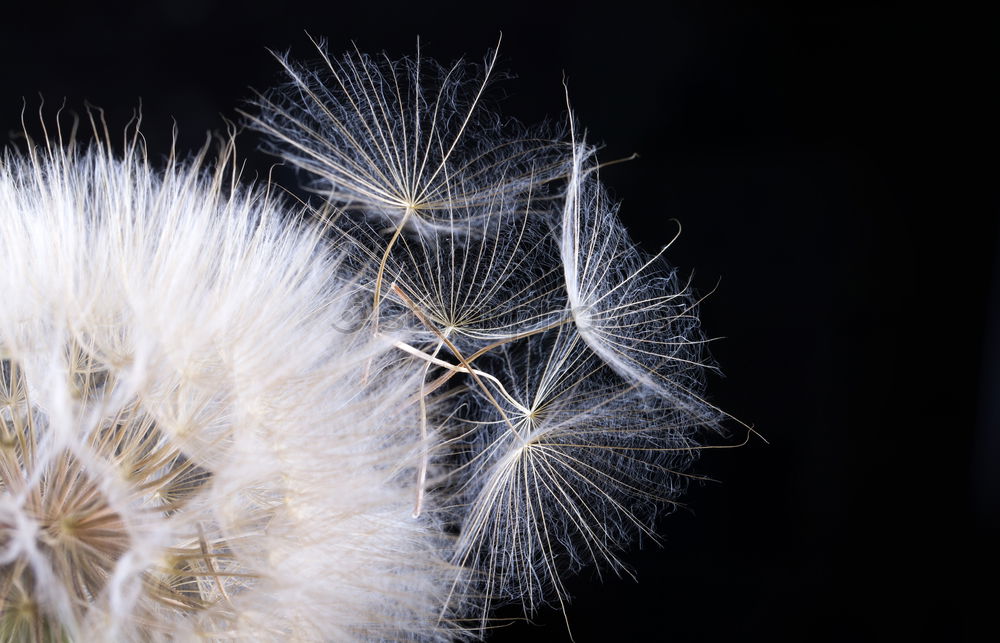 Similar – Image, Stock Photo puppete Summer Dandelion