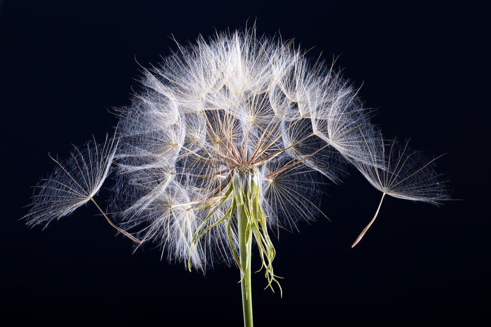 Similar – Mimosaceae am Auyan-Tepui (Venezuela)