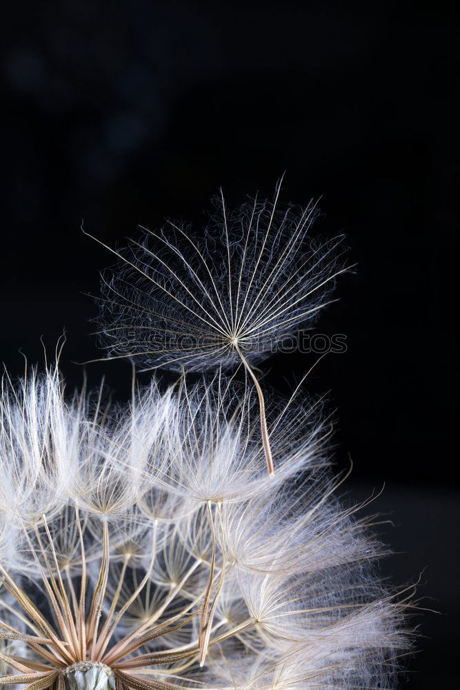 Similar – Dandelion against a blue background