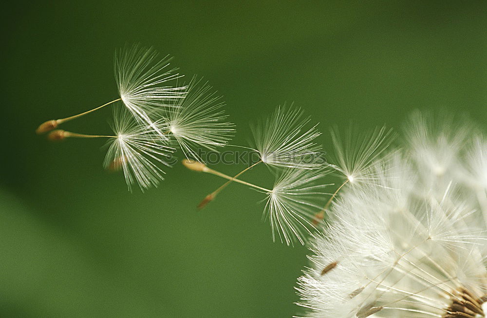 Similar – Image, Stock Photo of all good things are two