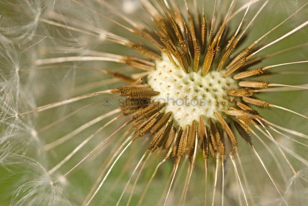 Gras gelb Stengel Halm