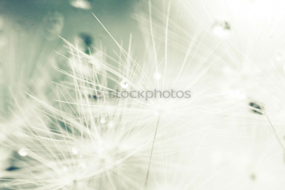 Similar – Image, Stock Photo dandelion Dandelion Plant