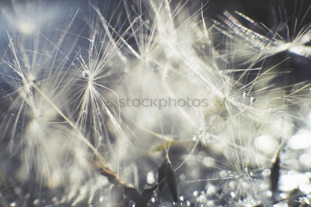 Similar – Flying Dandelion Spermien