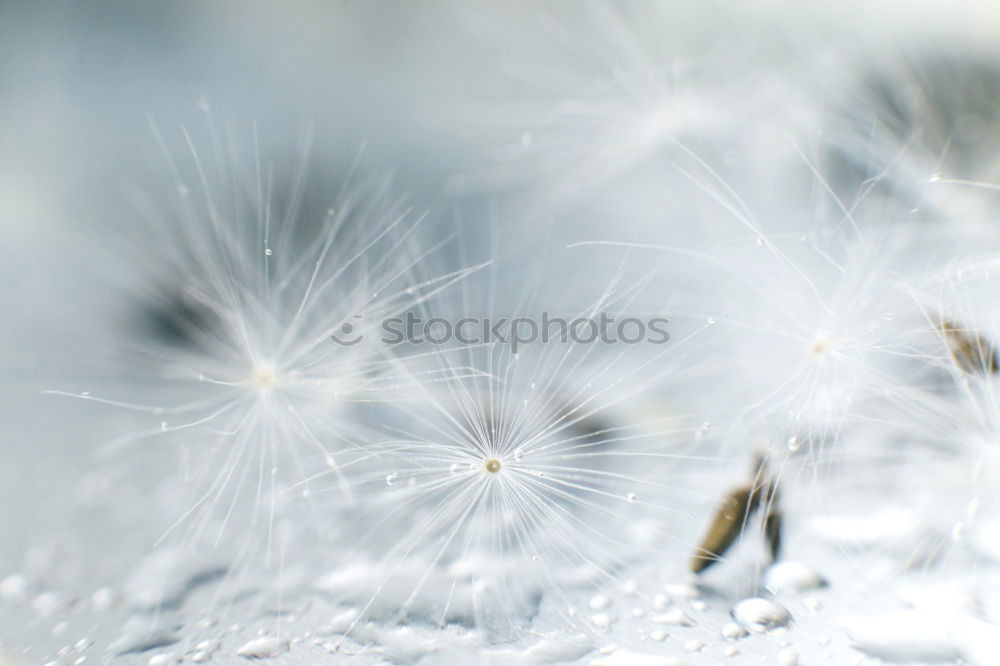 Similar – Image, Stock Photo blow crystals Environment