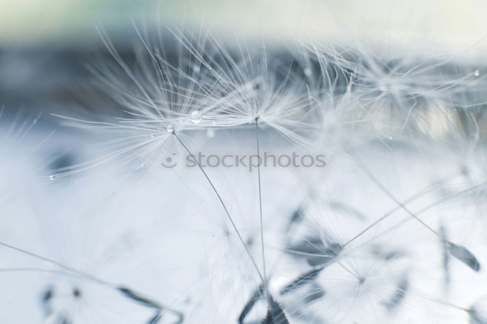 Similar – Image, Stock Photo blow crystals Environment