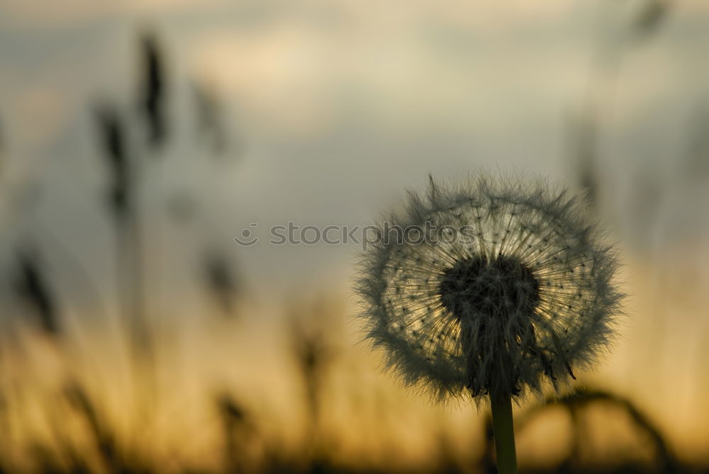 Similar – Abendsonne Sonnenuntergang