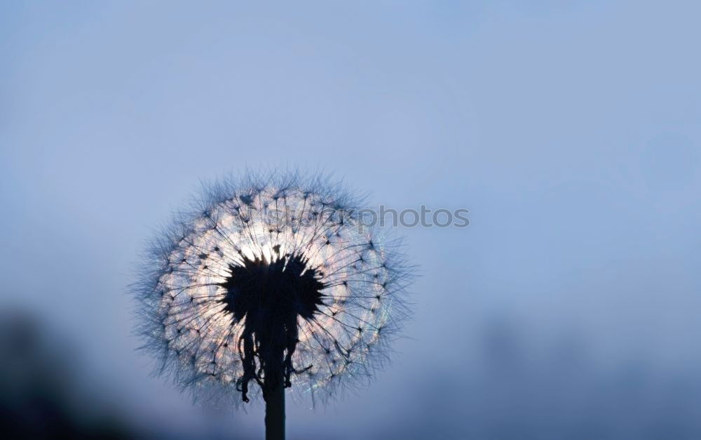 Similar – Nahaufnahme einer Pusteblume im Sonnenlicht vor blauem Himmel