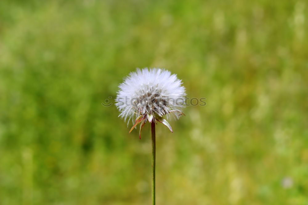 Similar – pusteblume Löwenzahn Blume