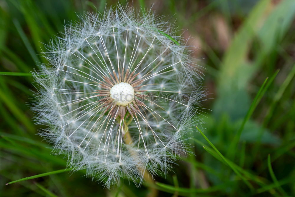 Similar – Image, Stock Photo departed Dandelion Miss