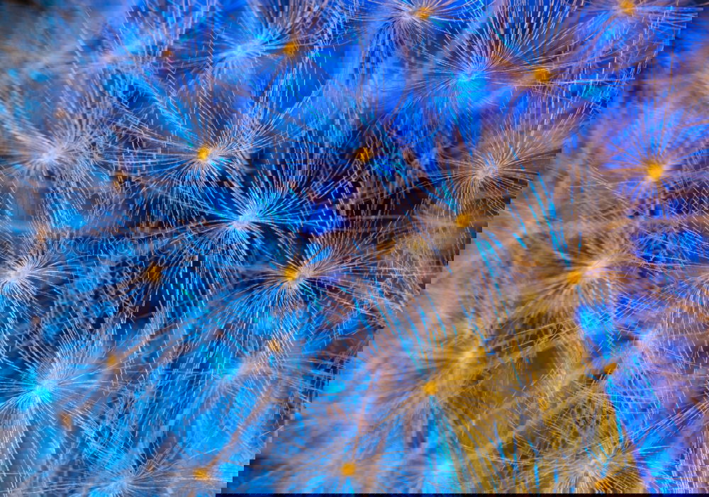 Similar – Image, Stock Photo Blue colorful fireworks on the black sky