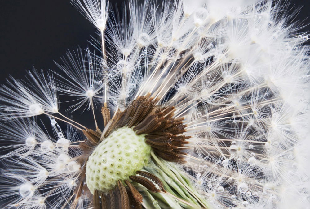 Similar – dandelion Nature Plant