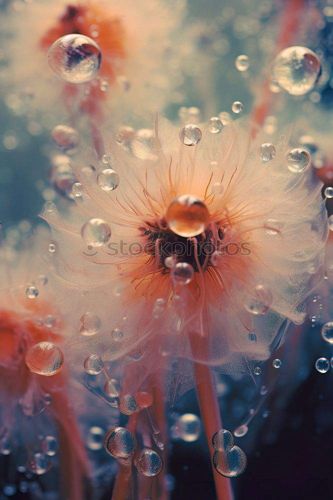 Similar – Image, Stock Photo frost work Frozen Flower