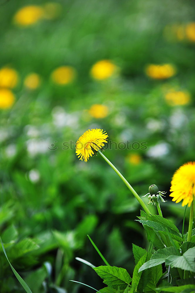 Similar – Image, Stock Photo biting not… Dandelion