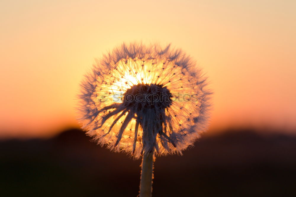 Similar – Abendsonne Sonnenuntergang