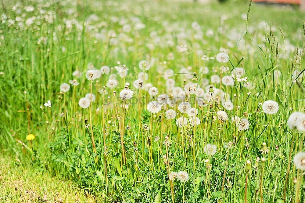 Similar – Image, Stock Photo bee perspective Meadow