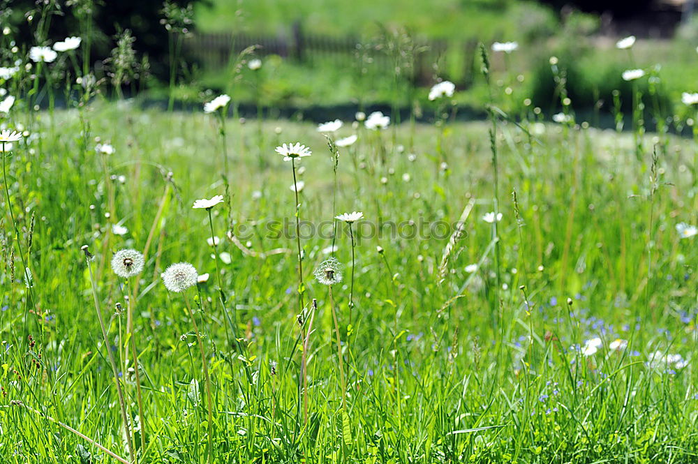 Similar – Image, Stock Photo bee perspective Meadow