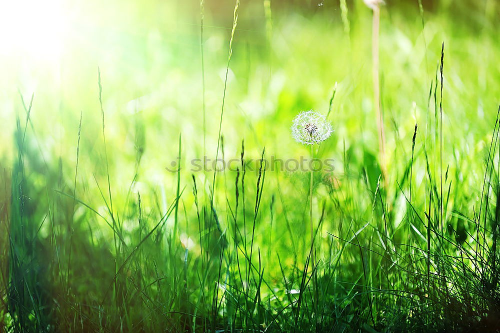 Similar – Image, Stock Photo under the mammoth leaf