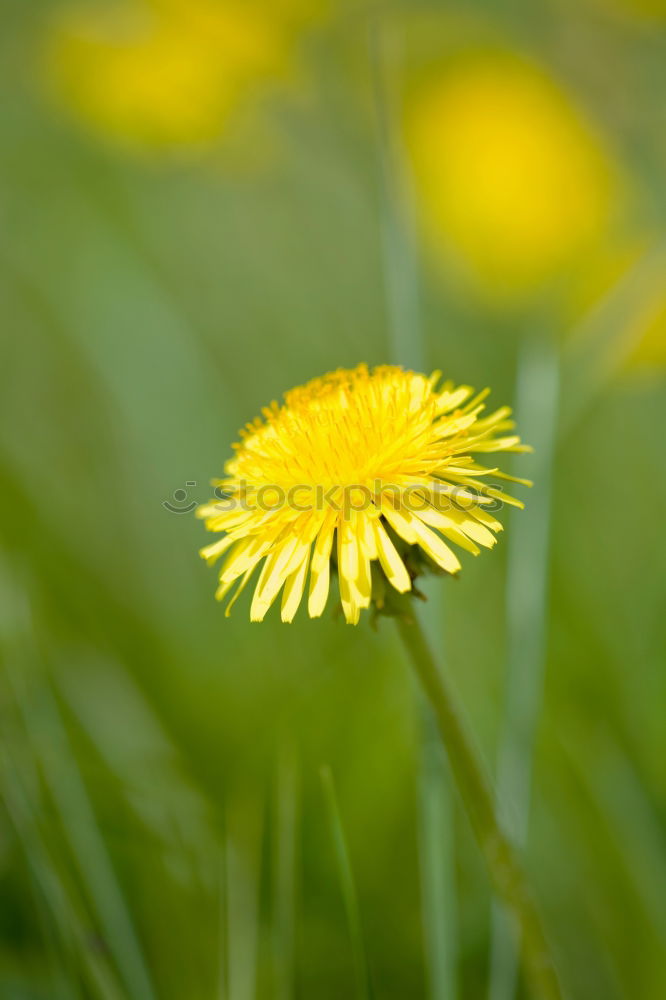 Image, Stock Photo Yellow Marguerite Garden