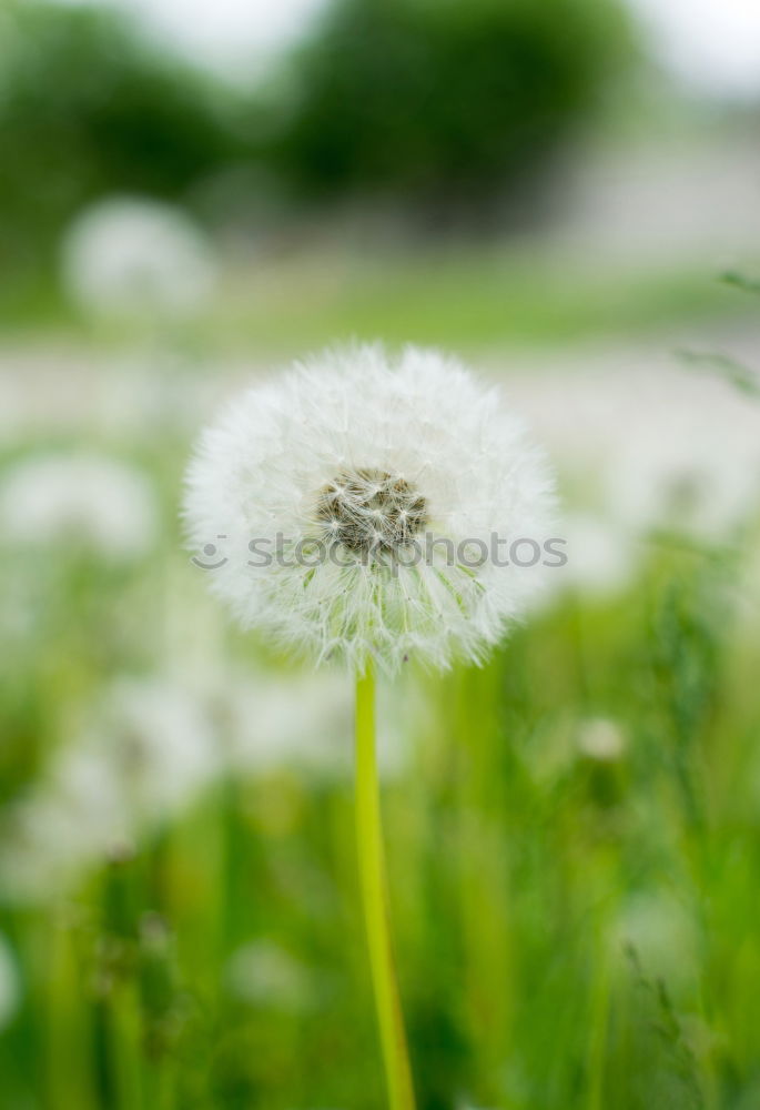 Similar – Image, Stock Photo waiting for the gust of wind…