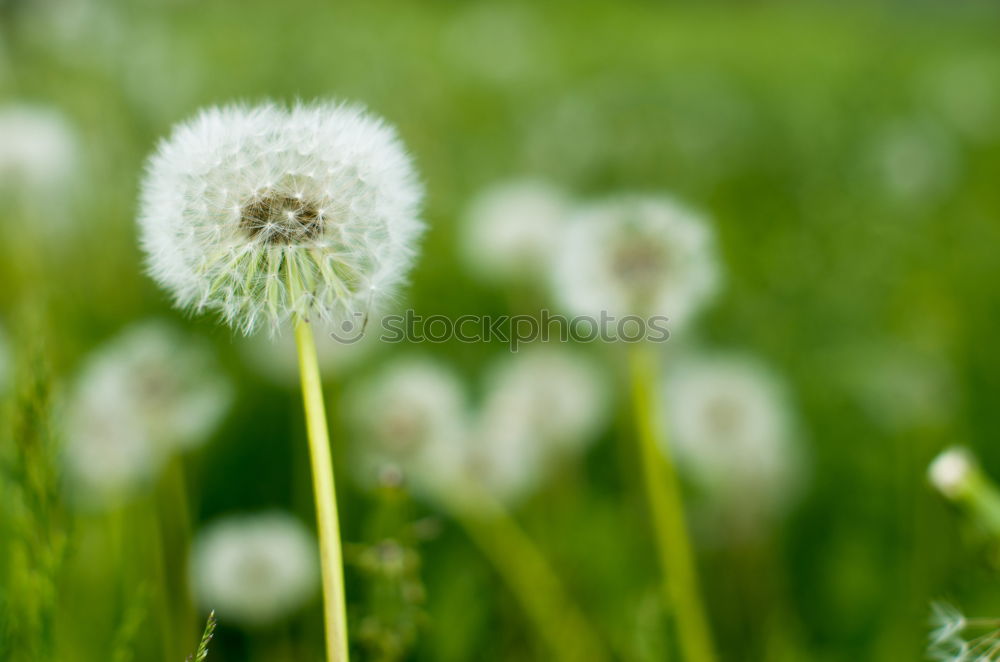 Similar – Image, Stock Photo waiting for the gust of wind…