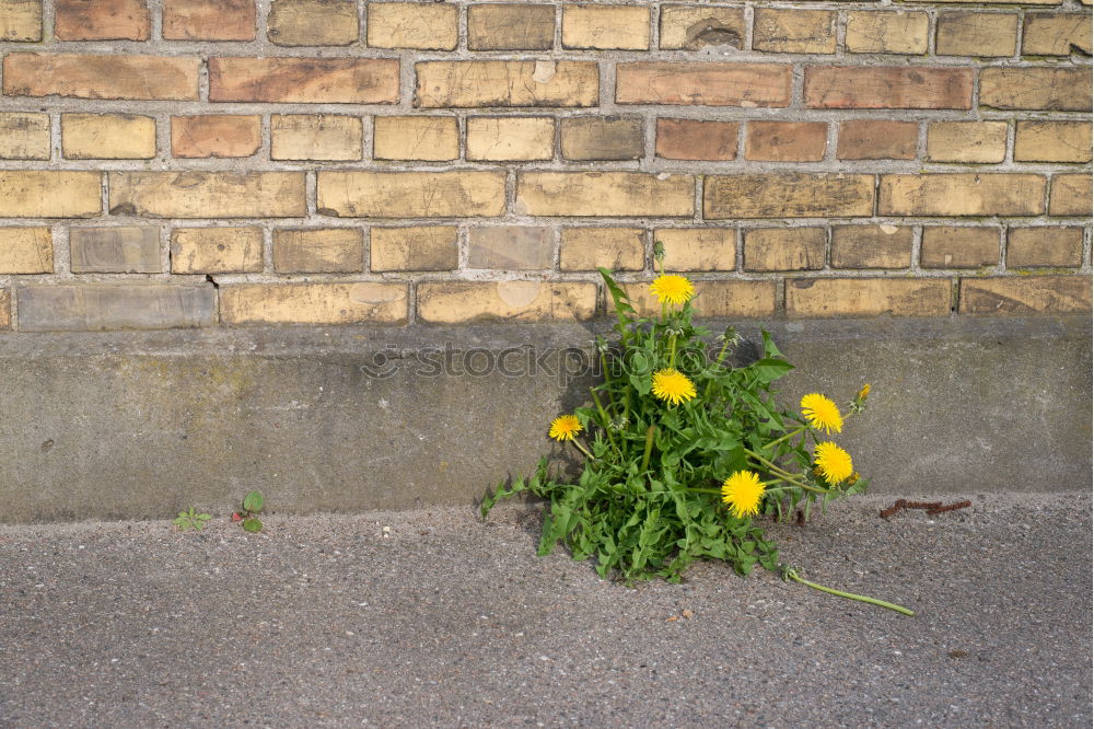 Similar – Foto Bild ein echtes Mauerblümchen…