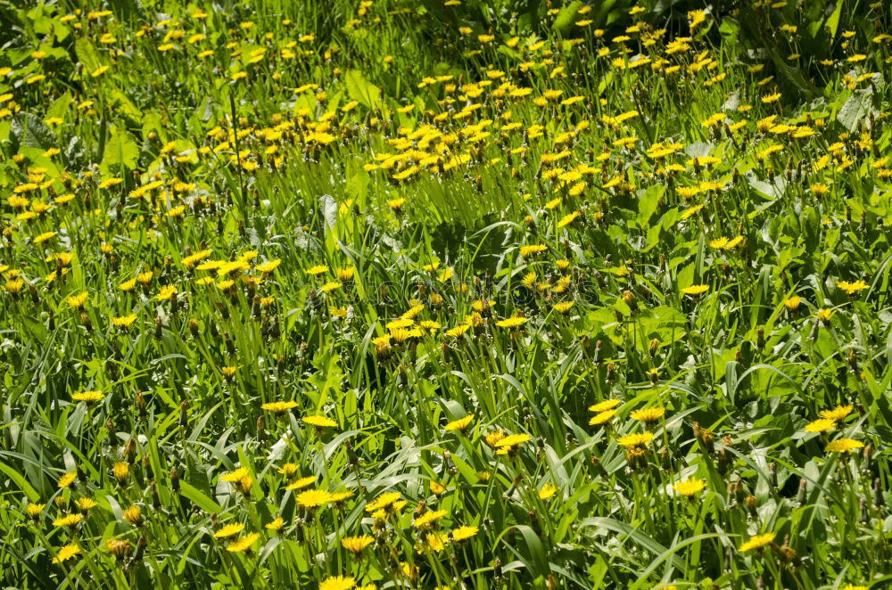 Similar – Image, Stock Photo Sun in rape Spring Flower