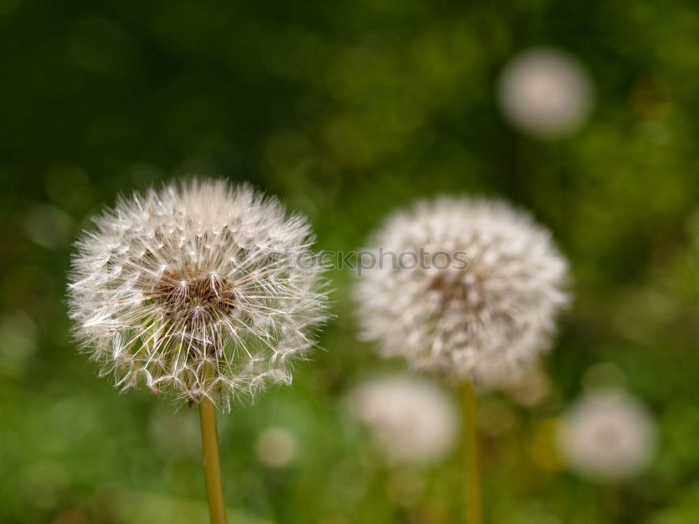 Similar – Image, Stock Photo of all good things are two