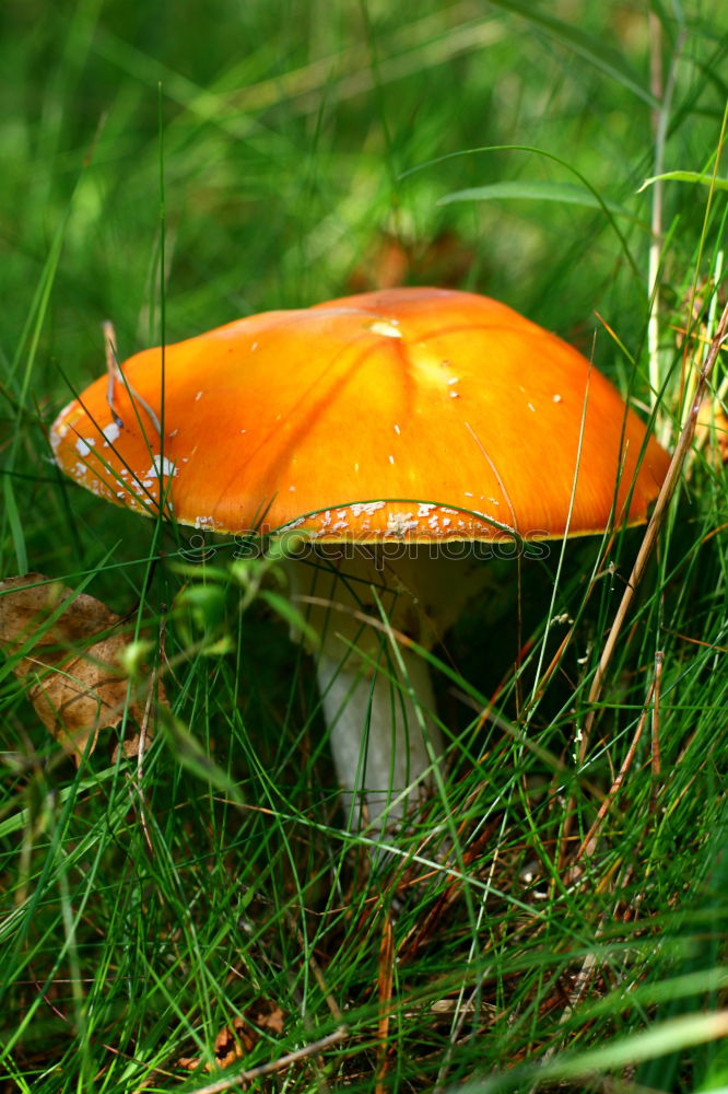 Similar – Foto Bild Fliegenpilz Ernährung