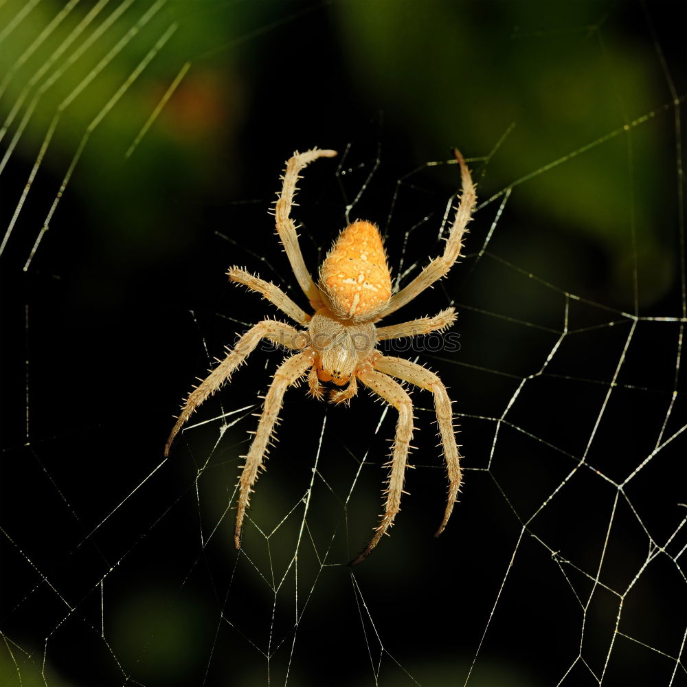 Similar – Pretty cross spider sits in her web waiting for prey