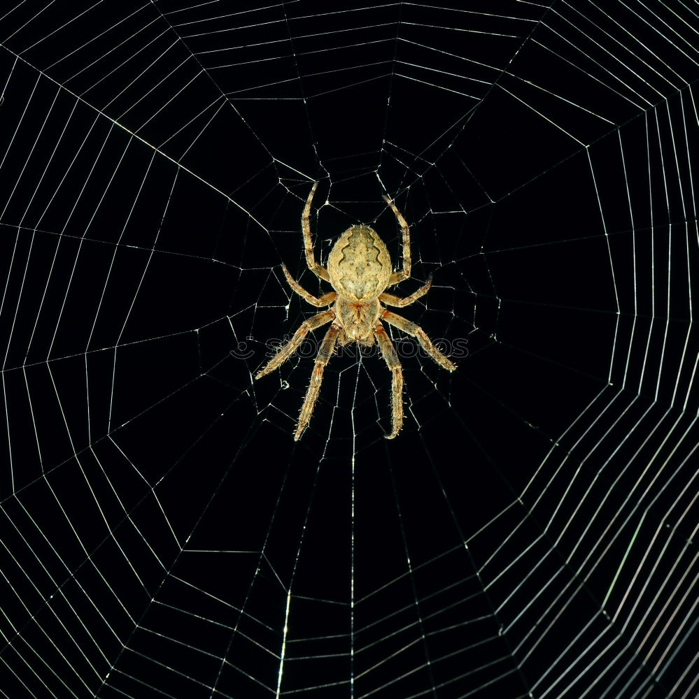 Similar – Pretty cross spider sits in her web waiting for prey