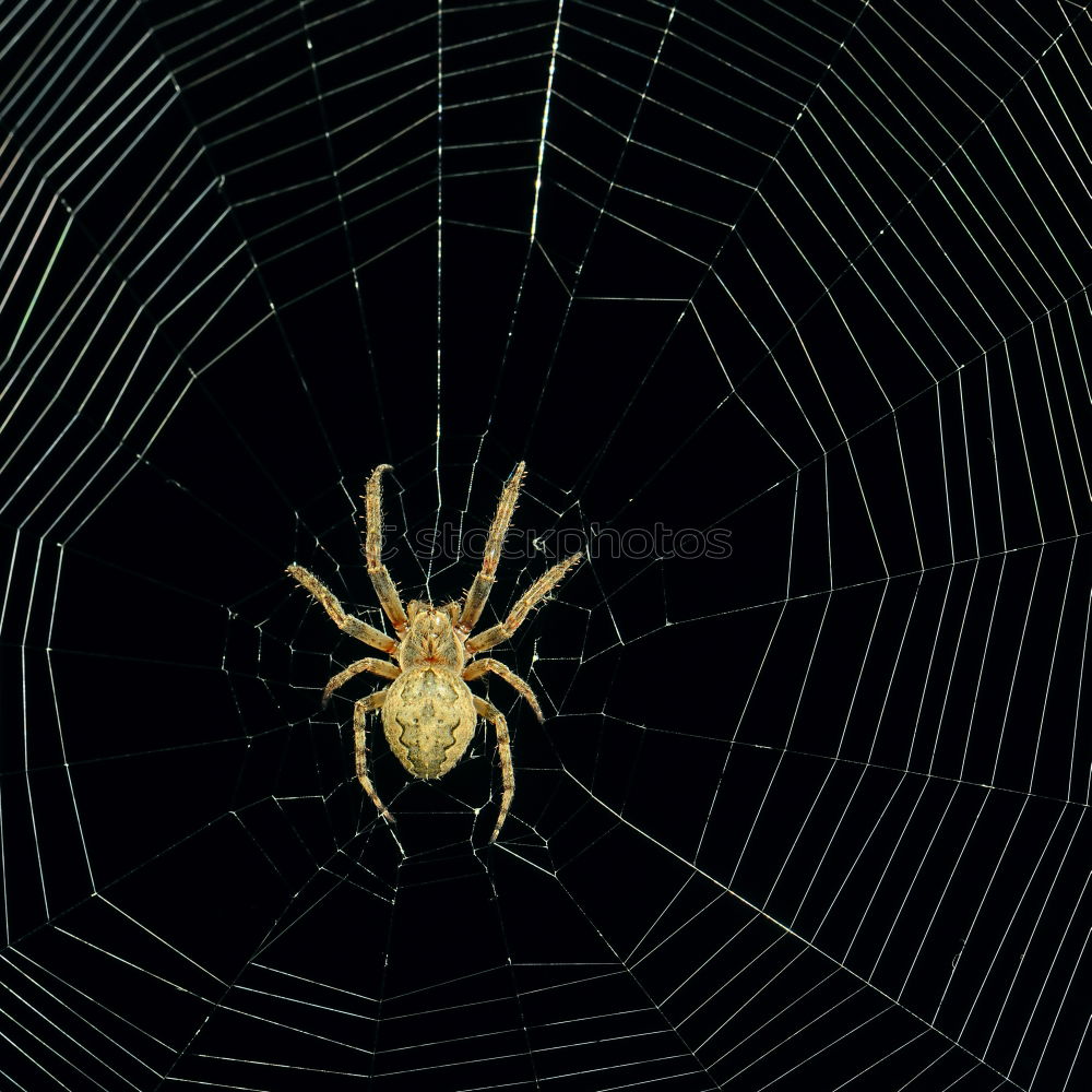 Similar – Pretty cross spider sits in her web waiting for prey