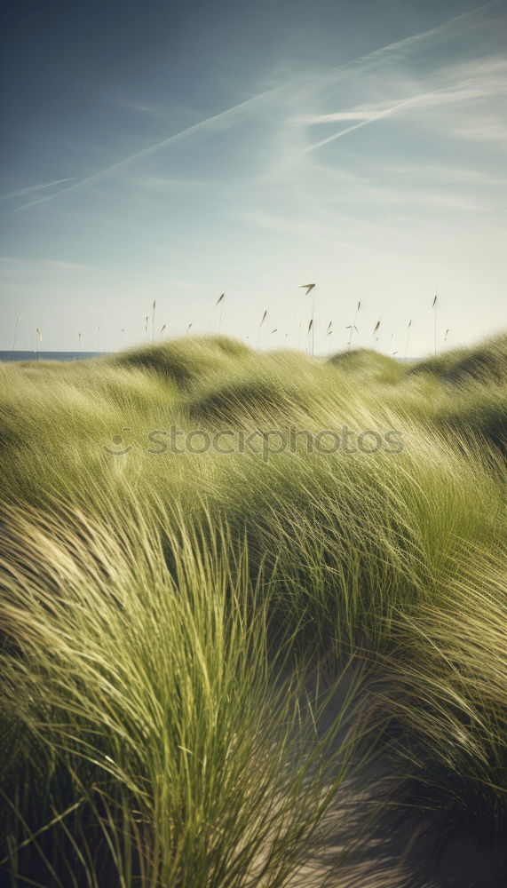 Similar – Image, Stock Photo Kattegat Landscape Sand