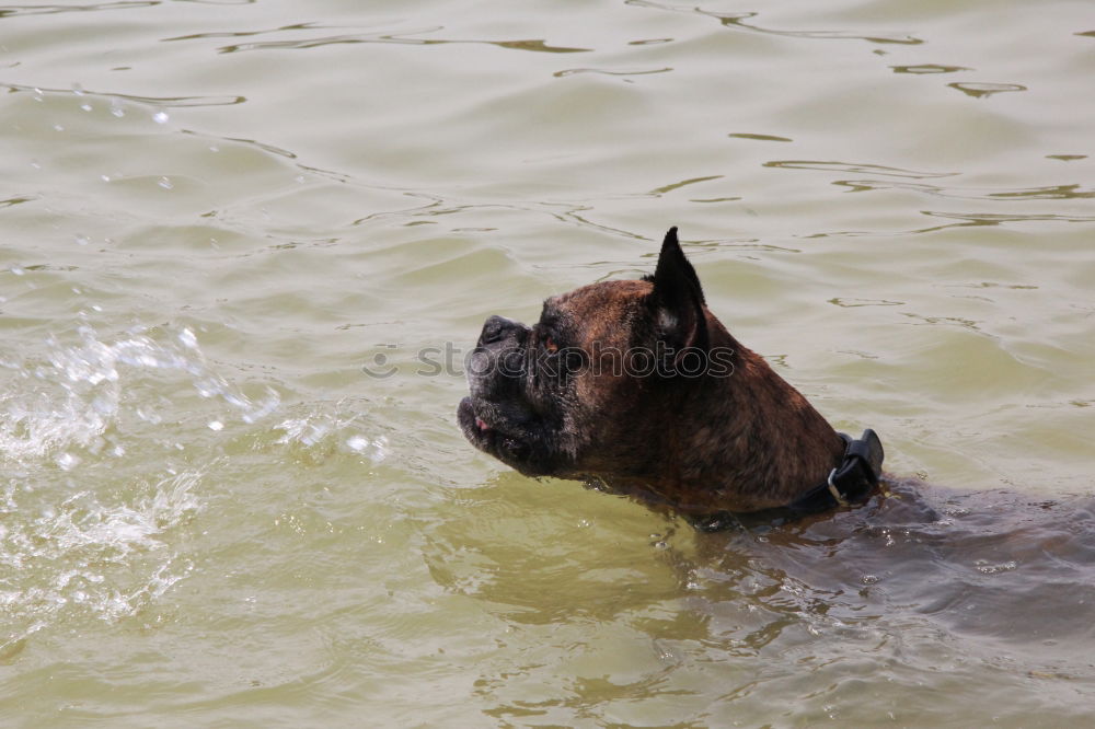 Similar – Foto Bild Dalmi_on_water Hund