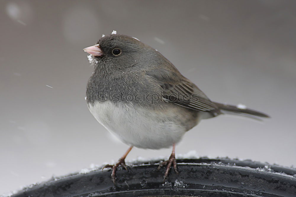 Similar – Juniper Thrush in the snow