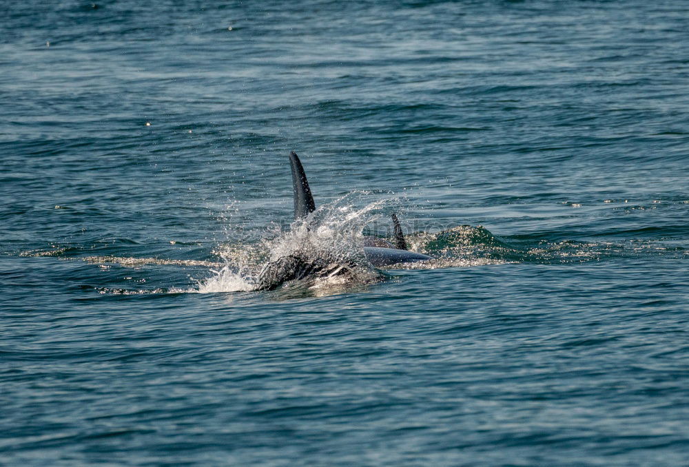 Similar – humpbacked whale jumping