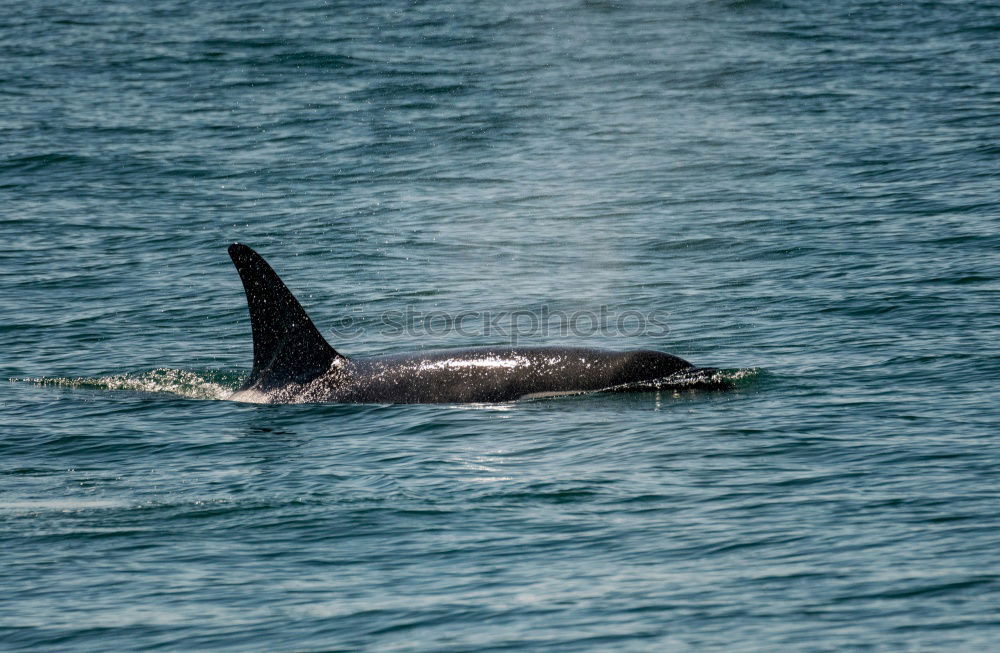 Similar – Dolphins in the Red Sea