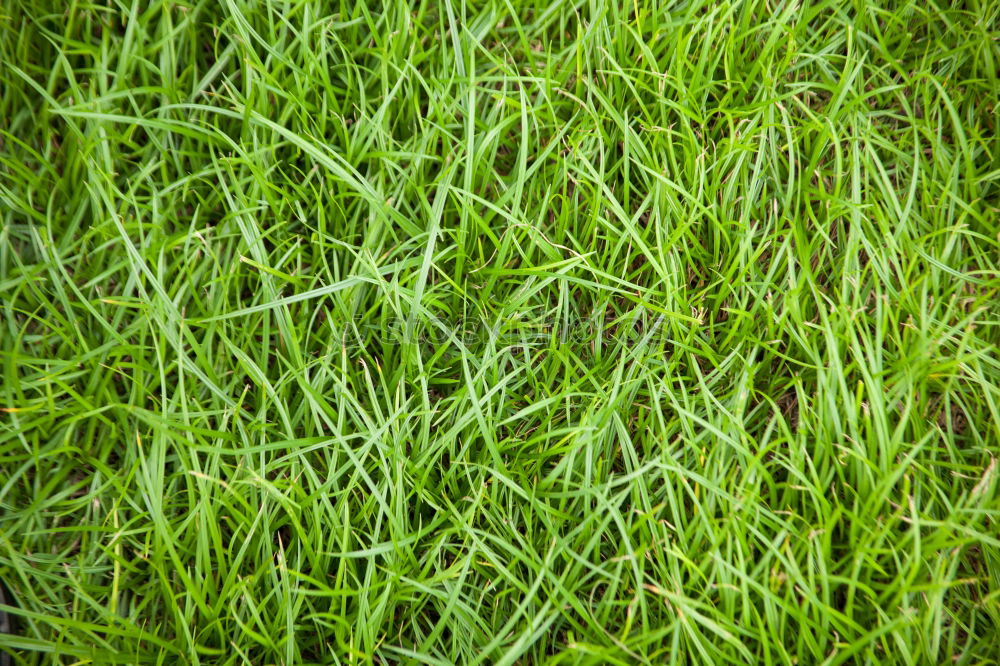 Similar – grass Grass Green Movement