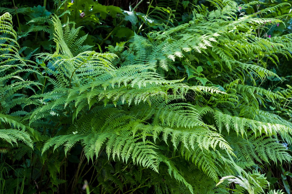 Similar – Image, Stock Photo Fresh foliage Garden