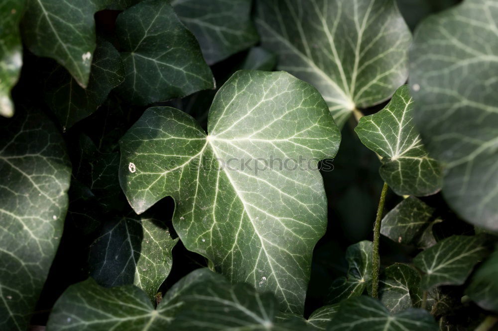 Similar – Image, Stock Photo Tropical jungle leaves with water drops